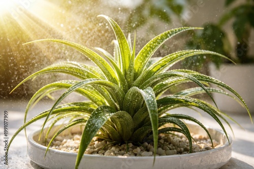 Fresh leafy Tillandsia air ...