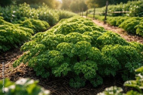 Sunlit curly parsley plants...