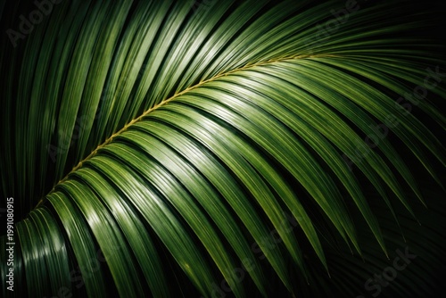 Isolated palm tree leaf tex...