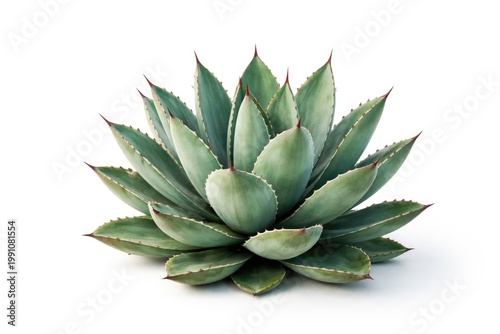 Agave succulent cutout on c...