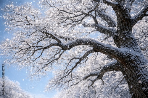 Icy oak tree branches spark...