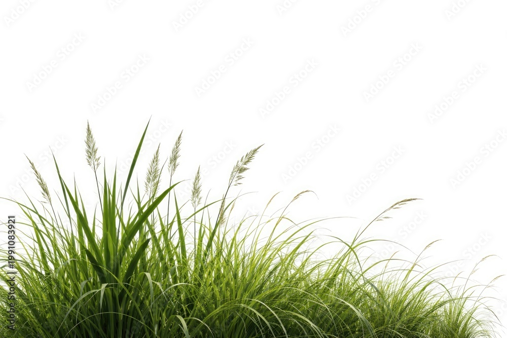 Fototapeta premium Isolated green reeds and long grass featuring copy space on plain white background