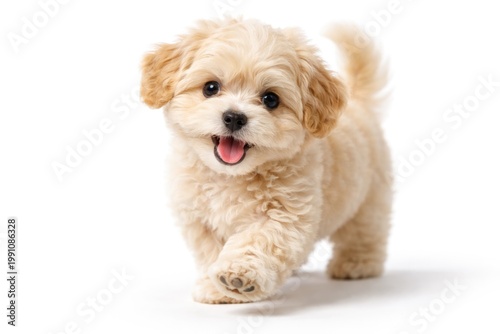 Joyful Maltipoo pet explori...