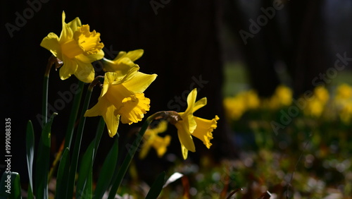 Yellow daffodils on a black