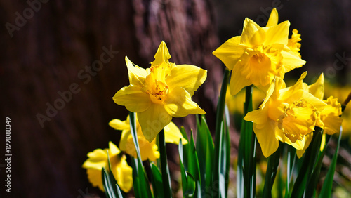Pięknie kwitnące Żonkile z drzewem w tle