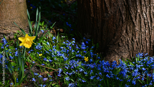 Wiosna kwitnąca błękitem w lesie