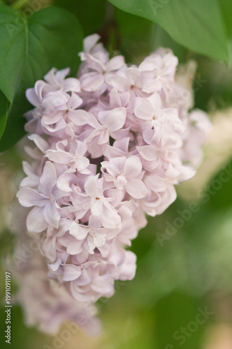 Blossoming Lilac Bush. Syringa vulgaris. Atheline Wilbur Lilac