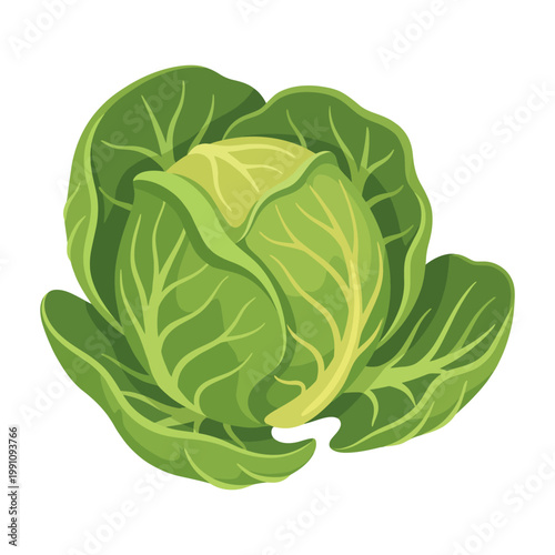 This vibrant green cabbage showcases its fresh texture and natural curves, highlighting the beautiful layers and innate health benefits of this popular vegetable.