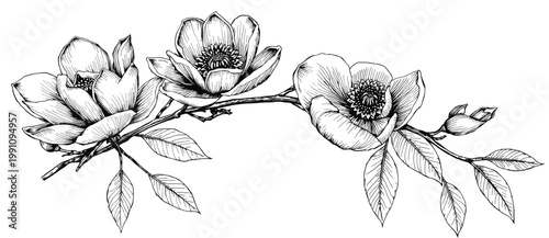 Flowering branch with multiple blossoms buds and leaves in detailed botanical line art style ideal for wedding invitations branding packaging and decorative borders