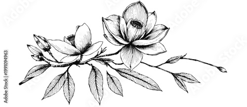 Magnolia branch with blossoms buds and leaves in detailed botanical line art style ideal for wedding invitations branding packaging and decorative floral designs