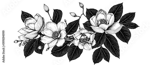 Magnolia floral arrangement with multiple blossoms buds and dense leaves in detailed botanical line art style ideal for luxury branding packaging wedding design and decorative prints