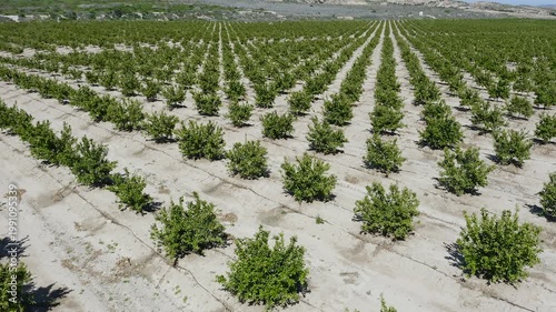 Aerial view of young mandarin trees planted in staggered pattern. Geometric orchard layout forming abstract shapes across agricultural field in Mediterranean farming landscape. 