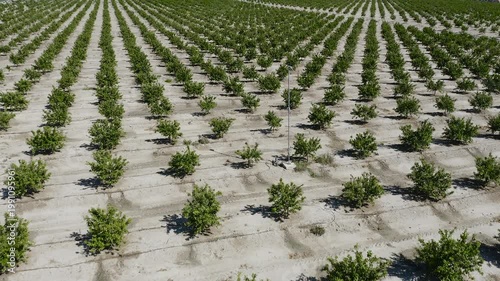 Aerial view of young mandarin trees planted in staggered pattern. Geometric orchard layout forming abstract shapes across agricultural field in Mediterranean farming landscape. 