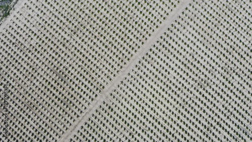 Aerial view of young mandarin trees planted in staggered pattern. Geometric orchard layout forming abstract shapes across agricultural field in Mediterranean farming landscape. 