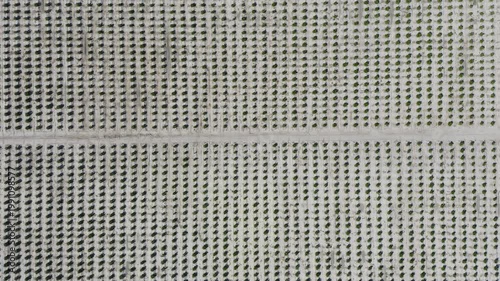 Aerial view of young mandarin trees planted in staggered pattern. Geometric orchard layout forming abstract shapes across agricultural field in Mediterranean farming landscape. 