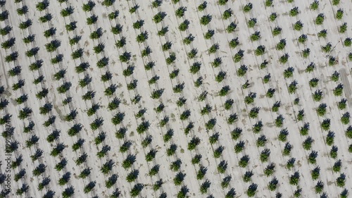 Aerial view of young mandarin trees planted in staggered pattern. Geometric orchard layout forming abstract shapes across agricultural field in Mediterranean farming landscape. 