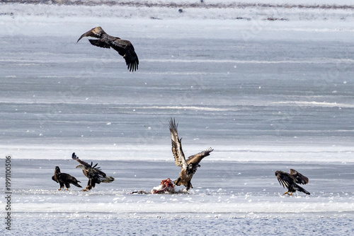 Bald eagles feeding on a swan carcass on frozen Mississippi River in winter, dramatic wildlife scene with ice, snow, and scavenging birds