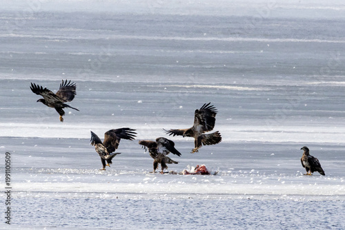 Bald eagles feeding on a swan carcass on frozen Mississippi River in winter, dramatic wildlife scene with ice, snow, and scavenging birds