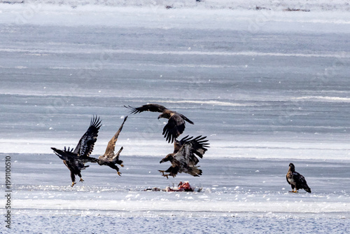 Bald eagles feeding on a swan carcass on frozen Mississippi River in winter, dramatic wildlife scene with ice, snow, and scavenging birds