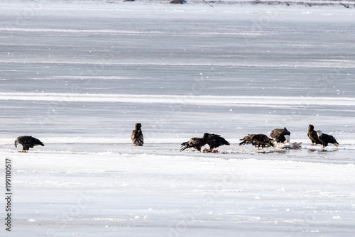 Bald eagles feeding on a swan carcass on frozen Mississippi River in winter, dramatic wildlife scene with ice, snow, and scavenging birds