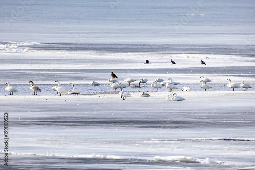 Bald eagles feeding on a swan carcass on frozen Mississippi River in winter, dramatic wildlife scene with ice, snow, and scavenging birds