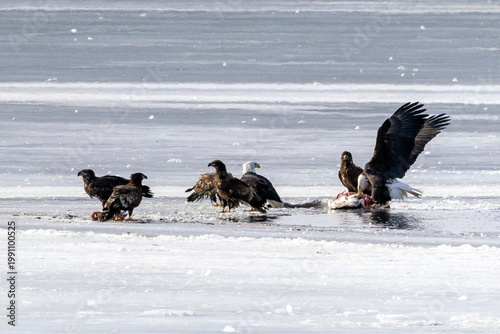 Bald eagles feeding on a swan carcass on frozen Mississippi River in winter, dramatic wildlife scene with ice, snow, and scavenging birds