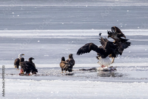 Bald eagles feeding on a swan carcass on frozen Mississippi River in winter, dramatic wildlife scene with ice, snow, and scavenging birds