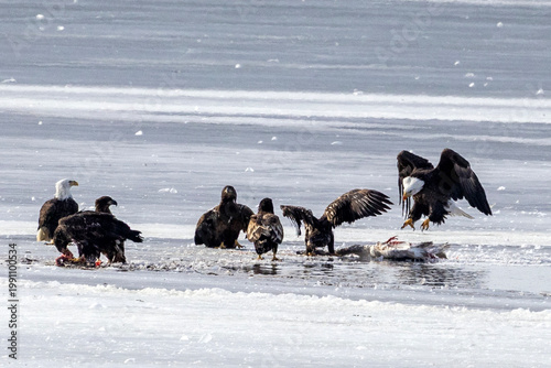 Bald eagles feeding on a swan carcass on frozen Mississippi River in winter, dramatic wildlife scene with ice, snow, and scavenging birds