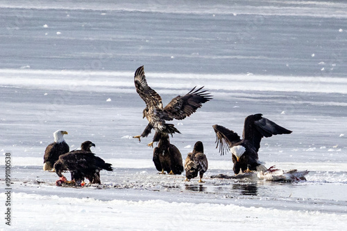 Bald eagles feeding on a swan carcass on frozen Mississippi River in winter, dramatic wildlife scene with ice, snow, and scavenging birds