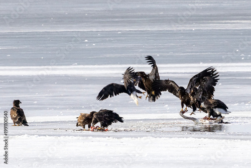 Bald eagles feeding on a swan carcass on frozen Mississippi River in winter, dramatic wildlife scene with ice, snow, and scavenging birds