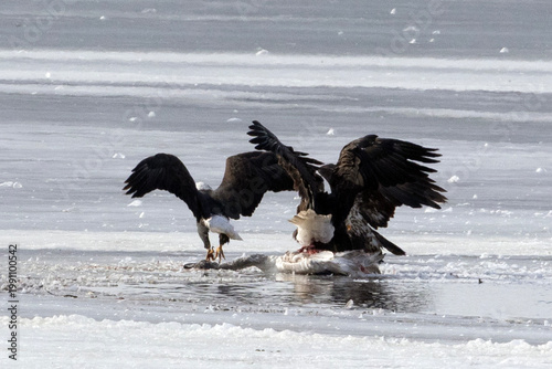 Bald eagles feeding on a swan carcass on frozen Mississippi River in winter, dramatic wildlife scene with ice, snow, and scavenging birds