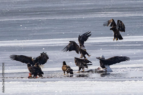 Bald eagles feeding on a swan carcass on frozen Mississippi River in winter, dramatic wildlife scene with ice, snow, and scavenging birds