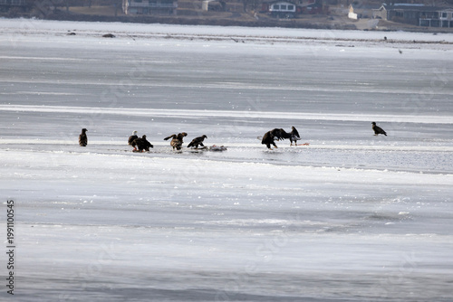 Bald eagles feeding on a swan carcass on frozen Mississippi River in winter, dramatic wildlife scene with ice, snow, and scavenging birds
