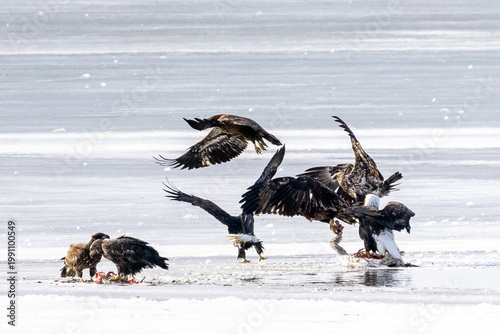Bald eagles feeding on a swan carcass on frozen Mississippi River in winter, dramatic wildlife scene with ice, snow, and scavenging birds