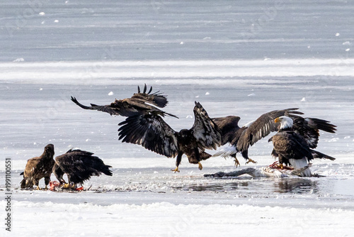 Bald eagles feeding on a swan carcass on frozen Mississippi River in winter, dramatic wildlife scene with ice, snow, and scavenging birds