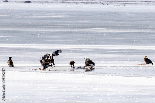 Bald eagles feeding on a swan carcass on frozen Mississippi River in winter, dramatic wildlife scene with ice, snow, and scavenging birds