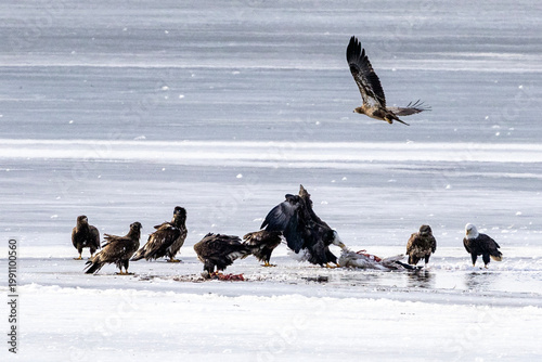 Bald eagles feeding on a swan carcass on frozen Mississippi River in winter, dramatic wildlife scene with ice, snow, and scavenging birds