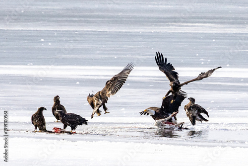 Bald eagles feeding on a swan carcass on frozen Mississippi River in winter, dramatic wildlife scene with ice, snow, and scavenging birds