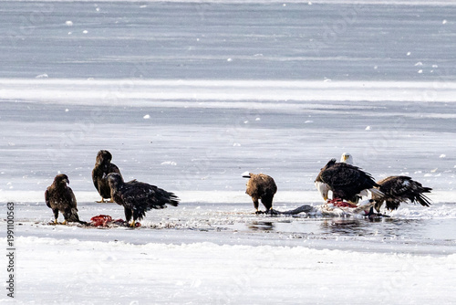 Bald eagles feeding on a swan carcass on frozen Mississippi River in winter, dramatic wildlife scene with ice, snow, and scavenging birds