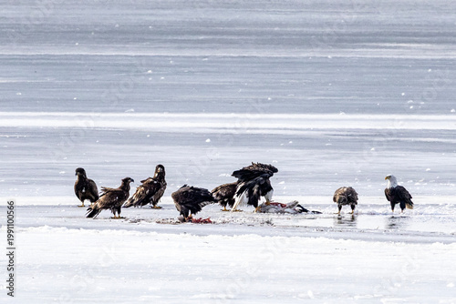 Bald eagles feeding on a swan carcass on frozen Mississippi River in winter, dramatic wildlife scene with ice, snow, and scavenging birds