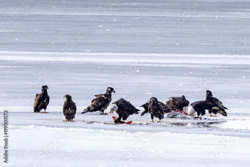 Bald eagles feeding on a swan carcass on frozen Mississippi River in winter, dramatic wildlife scene with ice, snow, and scavenging birds