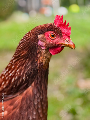 free range chicken