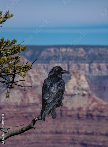 Raven Perched on Branch Overlooking Grand Canyon National Park