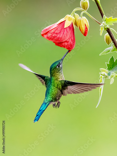 Фотография Long-tailed sylph hummingbird feeding from vibrant red flower in Colombia