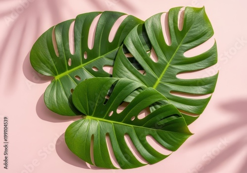 Vibrant green monstera leaves with intricate patterns on pink background