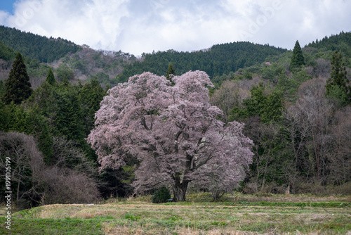 Photos 日本の広島県庄原市東城町のとても美しい桜の大木
