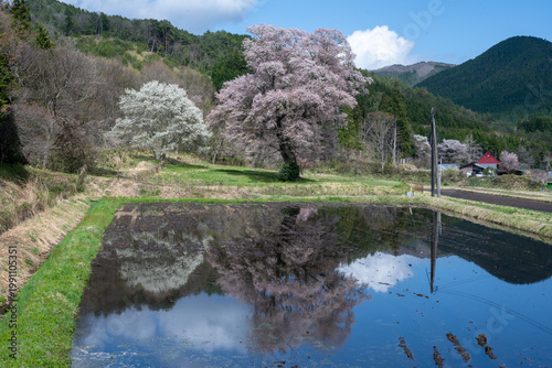 Photos 日本の広島県庄原市東城町のとても美しい桜の大木