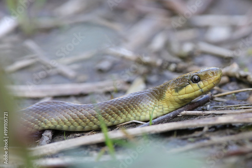 couleuvre esculape au bord du Rhône