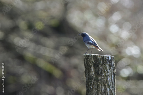 rougequeue  noir mâle sur un poteau