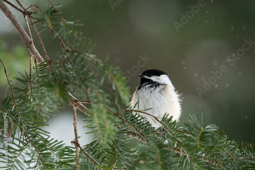 Foto Black-capped chickadee with snow